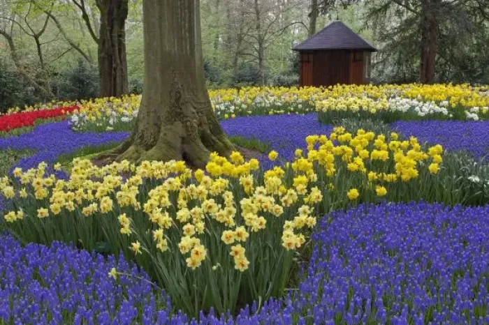 Framed Print : Daffodils, grape hyacinth, and tulip garden, Garden of rhododendron, daffodils, tulips Framed Print : Daffodils, grape hyacinth, and tulip garden, Garden of rhododendron, daffodils, tulips