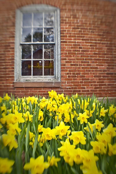 Daffodils in Portsmouth, New Hampshire