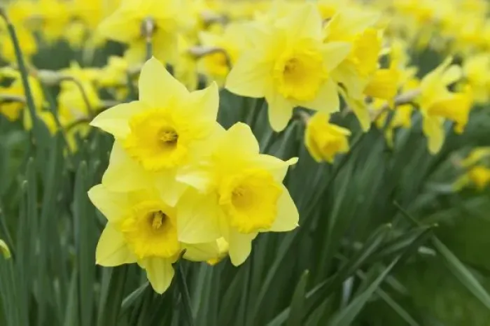 Framed Print : Daffodils (RF)