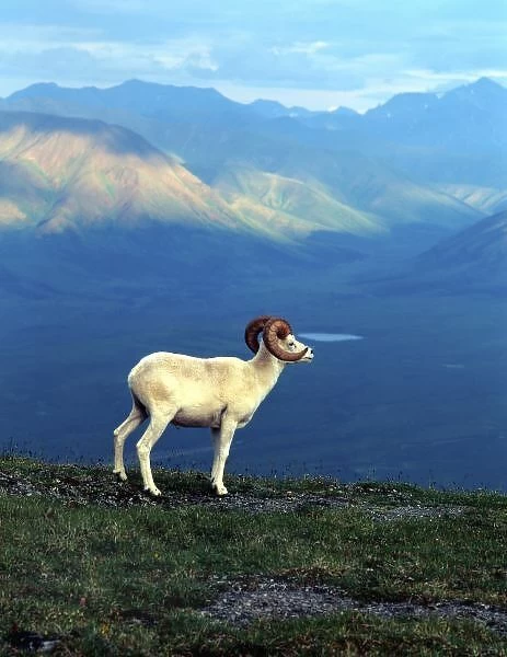 Dahl ram standing on grassy ridge, mountains in distance, Denali National Park, Alaska