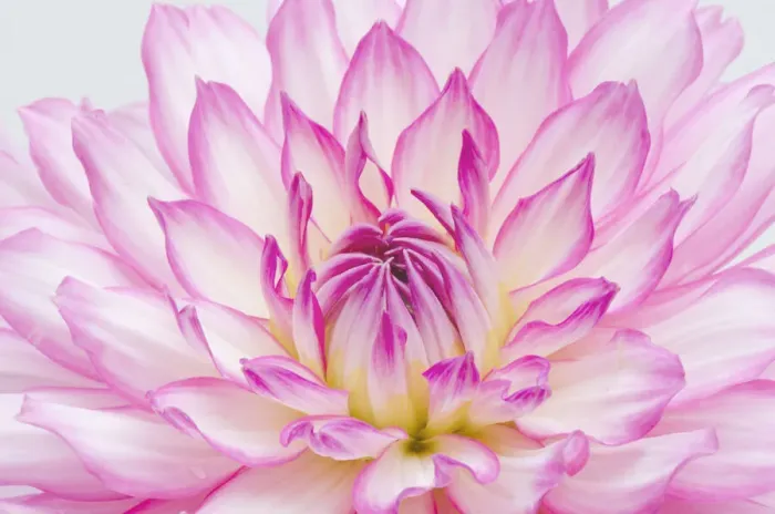 Framed Print : Dahlia
