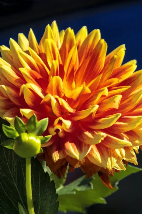 Framed Print : Dahlia Framed Print : Dahlia