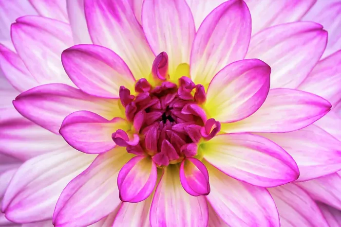 Framed Print : Dahlia Framed Print : Dahlia