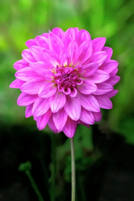 Framed Print : Dahlia Framed Print : Dahlia