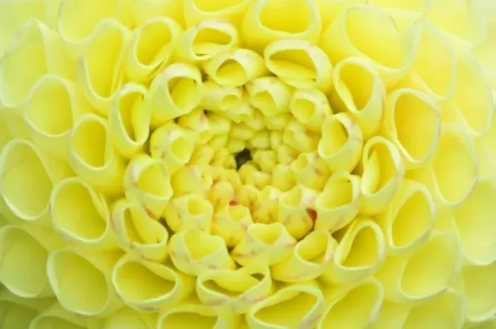 Framed Print : Dahlia. Extreme close-up view of Dahlia head Framed Print : Dahlia. Extreme close-up view of Dahlia head