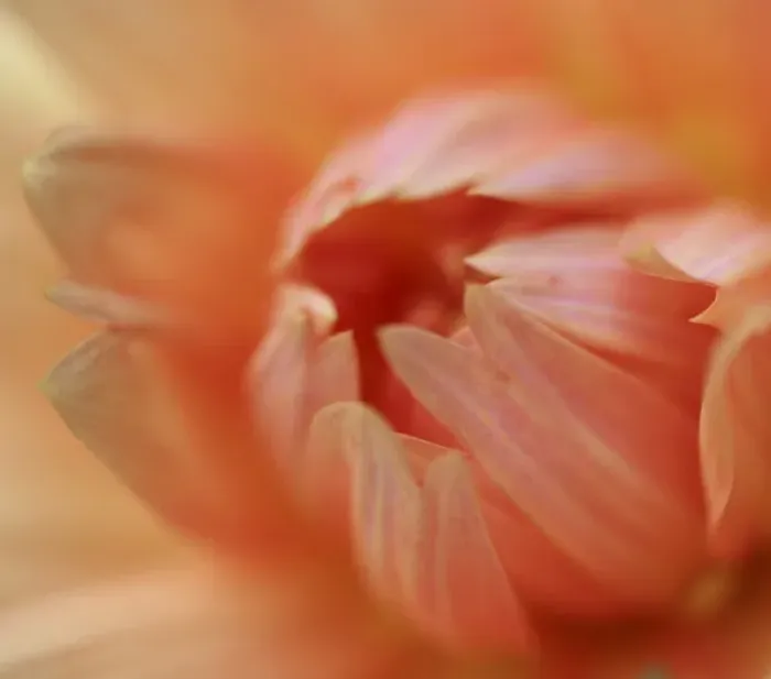Framed Print : Dahlia Abstract Framed Print : Dahlia Abstract