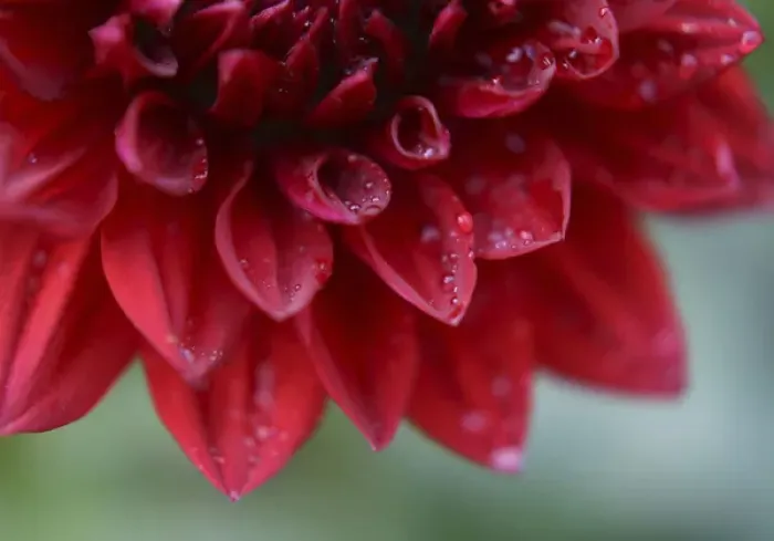 Framed Print : Dahlia Abstract Framed Print : Dahlia Abstract