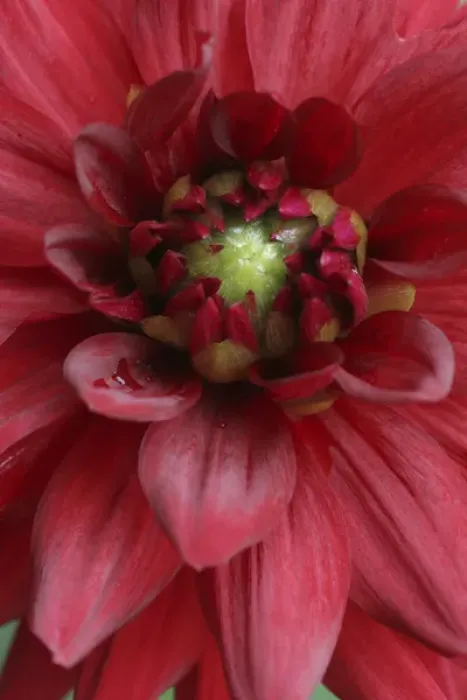 Framed Print : Dahlia Abstract Framed Print : Dahlia Abstract