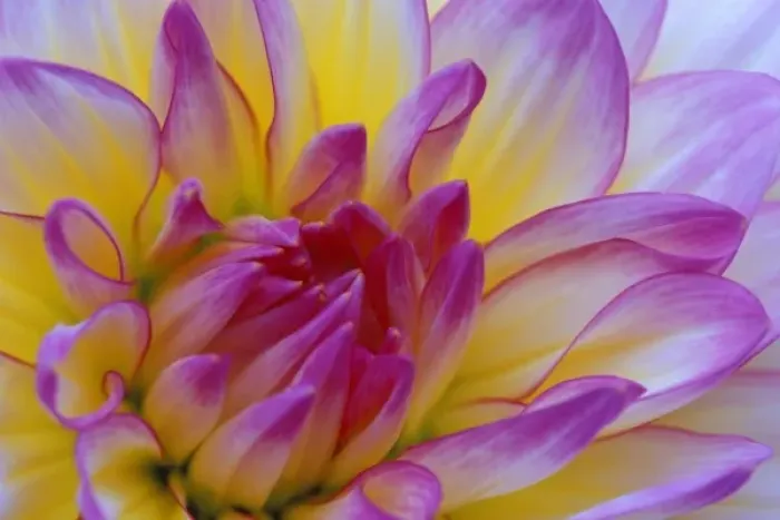 Framed Print : Dahlia close-up Framed Print : Dahlia close-up