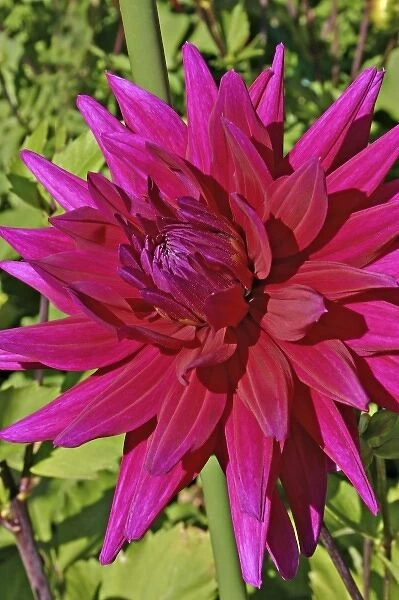 Dahlia flower in Shore Acres State Park and Botanical Gardens in Charleston near