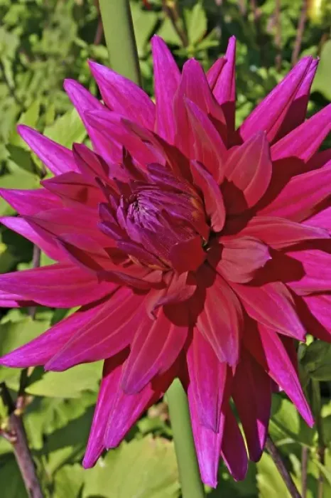 Framed Print : Dahlia flower in Shore Acres State Park and Botanical Gardens in Charleston near