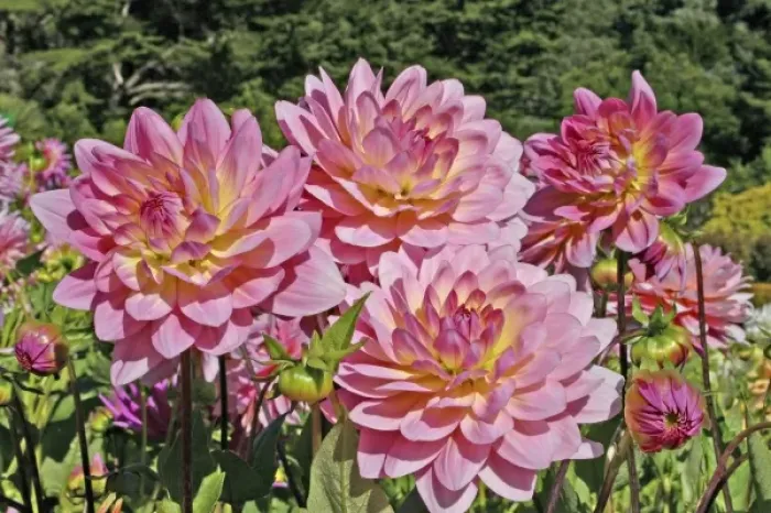 Framed Print : Dahlia flower in Shore Acres State Park and Botanical Gardens in Charleston near