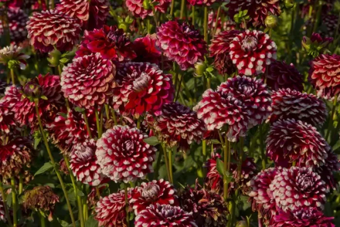 Framed Print : Dahlias; dahlia farm; Canby; Oregon; USA Framed Print : Dahlias; dahlia farm; Canby; Oregon; USA