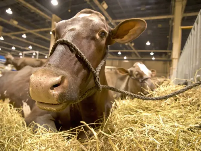 Framed Print : Dairy cow show, Harrisburg, PA