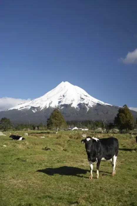 Framed Print : Dairy Cows, Farmland near Inglewood, and Mt Taranaki / Mt Egmont, Taranaki, North Island Framed Print : Dairy Cows, Farmland near Inglewood, and Mt Taranaki / Mt Egmont, Taranaki, North Island