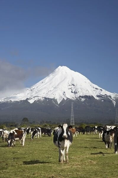 Dairy Cows, Farmland near Inglewood, and Mt Taranaki  /  Mt Egmont, Taranaki, North Island