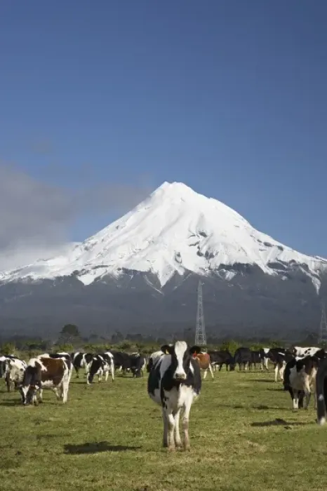Framed Print : Dairy Cows, Farmland near Inglewood, and Mt Taranaki / Mt Egmont, Taranaki, North Island Framed Print : Dairy Cows, Farmland near Inglewood, and Mt Taranaki / Mt Egmont, Taranaki, North Island