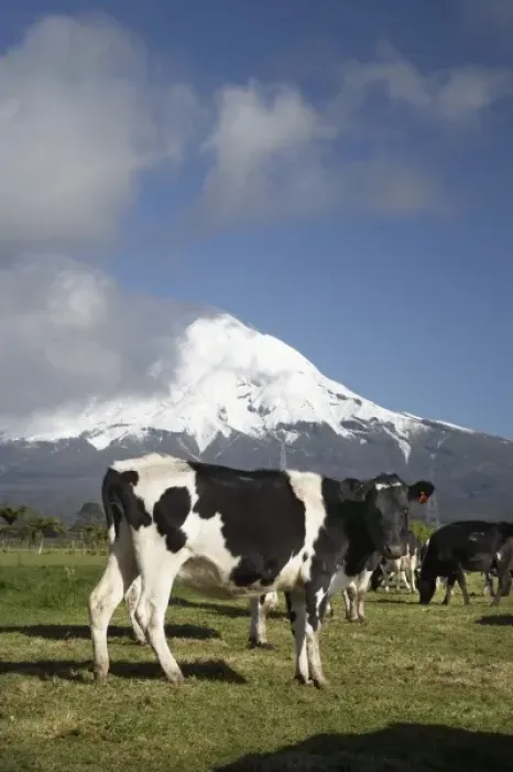 Framed Print : Dairy Cows, Farmland near Inglewood, and Mt Taranaki / Mt Egmont, Taranaki, North Island Framed Print : Dairy Cows, Farmland near Inglewood, and Mt Taranaki / Mt Egmont, Taranaki, North Island