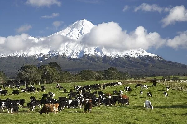 Dairy Cows and Farmland near Stratford and Mt Taranaki  /  Mt Egmont, Taranaki, North Island