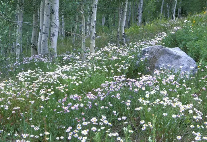Framed Print : Daisies and aspens in Kebler Pass Framed Print : Daisies and aspens in Kebler Pass