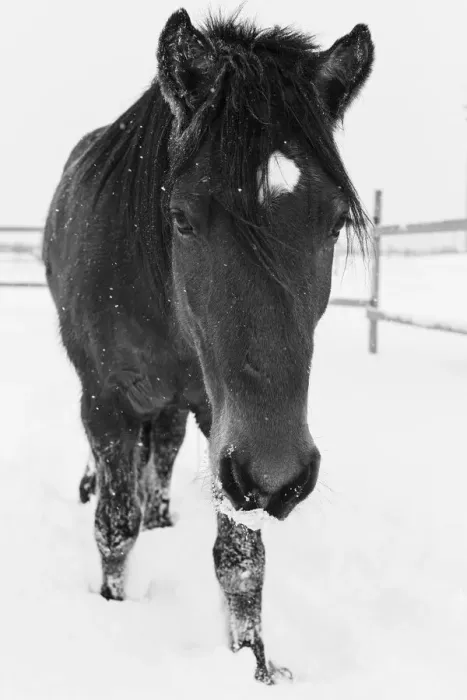 Framed Print : Dakotas first winter, Edgewood, New Mexico