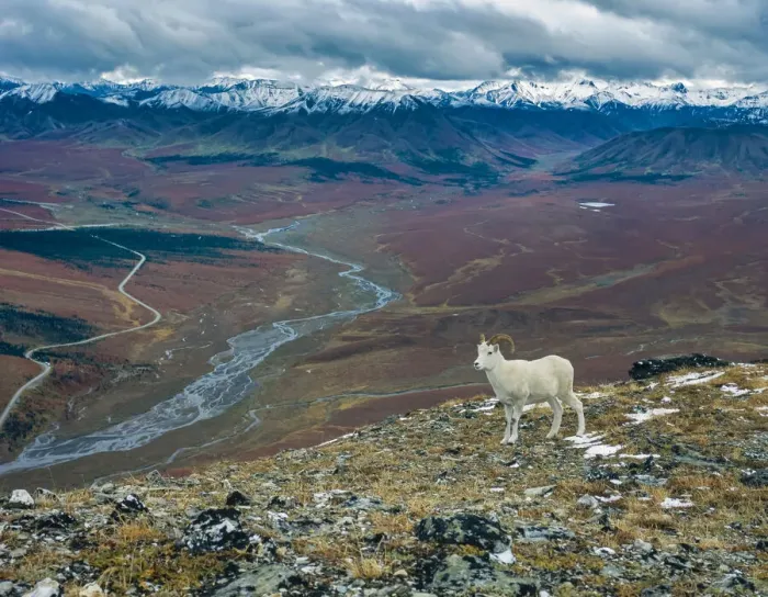 Framed Print : Dall Ram on ridge, fall tundra, Denali National Park, Alaska Framed Print : Dall Ram on ridge, fall tundra, Denali National Park, Alaska
