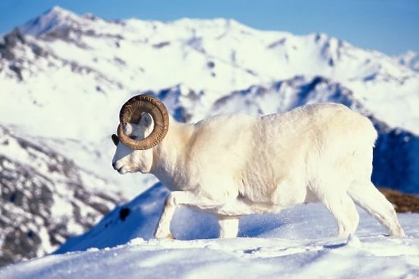 dall sheep, Ovis dalli, full curl ram on a snow-covered hillside in Denali National Park