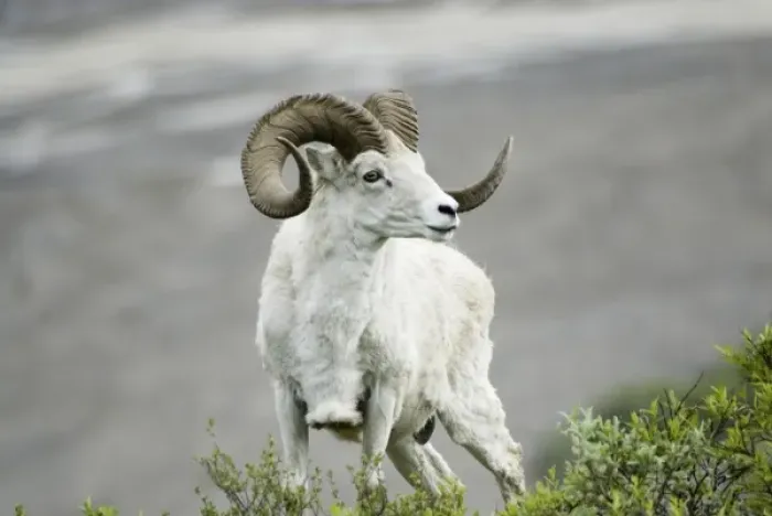 Framed Print : Dall sheep (Ovis dalli dalli), Denali National Park, Alaska, US, June 2006 Framed Print : Dall sheep (Ovis dalli dalli), Denali National Park, Alaska, US, June 2006