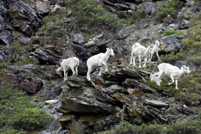Framed Print : Dall Sheep (Ovis Dalli Dalli) group with a lamb traversing rocks on a steep cliff
