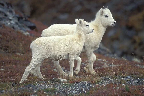 dall sheep, Ovis dalli, ewe and lamb on a hillside, North Slope of the Brooks Range