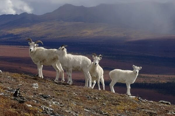 dall sheep, Ovis dalli, herd resting on a hillside during fall colors, Mount Margarget