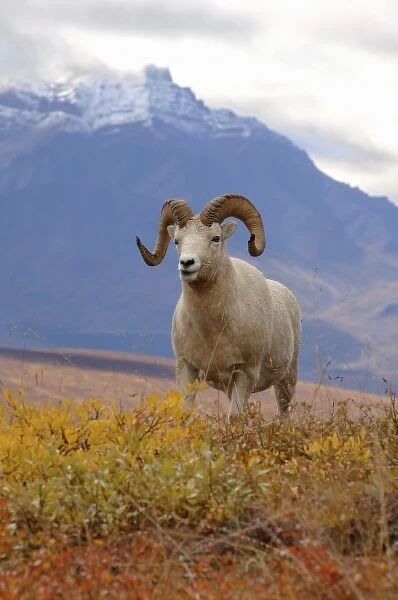 dall sheep, Ovis dalli, ram on a hillside during fall colors, Mount Margaret, Denali National Park