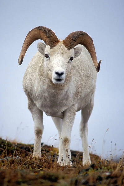 dall sheep, Ovis dalli, ram on Mount Margaret, Denali National Park, interior of Alaska