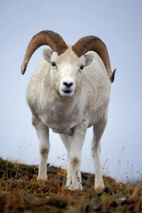 Framed Print : dall sheep, Ovis dalli, ram on Mount Margaret, Denali National Park, interior of Alaska Framed Print : dall sheep, Ovis dalli, ram on Mount Margaret, Denali National Park, interior of Alaska