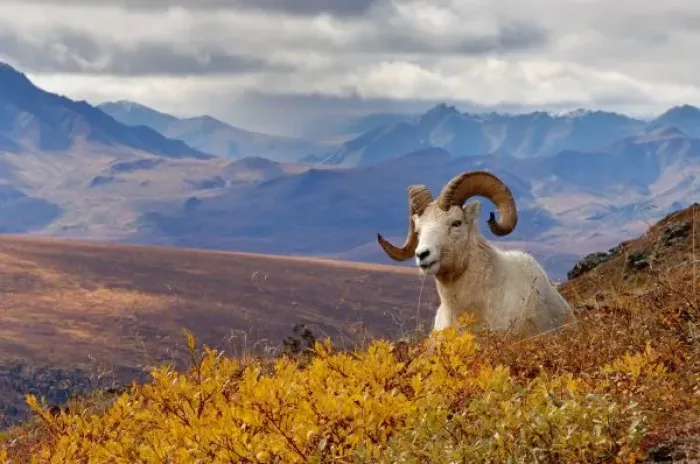 Framed Print : dall sheep, Ovis dalli, ram resting on a hillside during fall colors, Mount Margaret