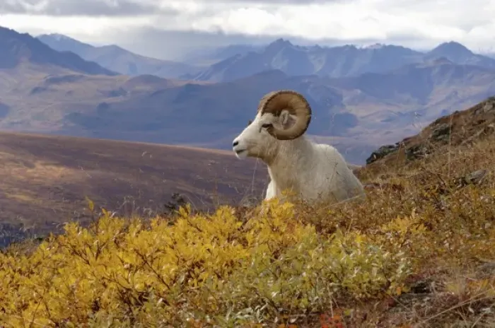 Framed Print : dall sheep, Ovis dalli, ram resting on a hillside during fall colors, Mount Margaret Framed Print : dall sheep, Ovis dalli, ram resting on a hillside during fall colors, Mount Margaret