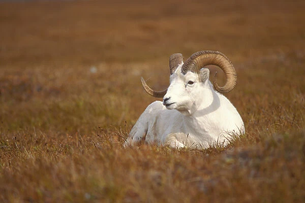 dall sheep, Ovis dalli, ram resting on Mount Margaret, Denali National Park, interior