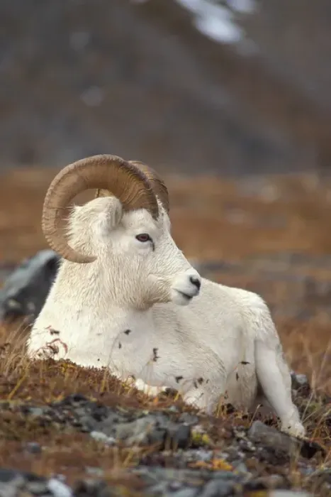 Framed Print : dall sheep, Ovis dalli, ram resting on Mount Margaret, Denali National Park, interior