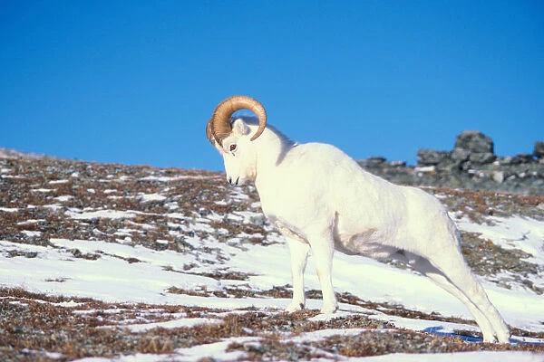 dall sheep, Ovis dalli, ram on a snow-covered hillside in Denali National Park, interior