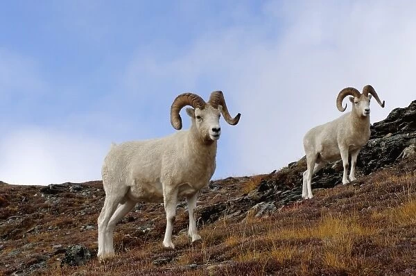 dall sheep, Ovis dalli, rams on a hillside during fall colors, Mount Margaret, Denali National Park