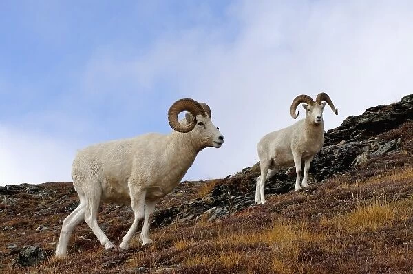 dall sheep, Ovis dalli, rams on a hillside during fall colors, Mount Margaret, Denali National Park