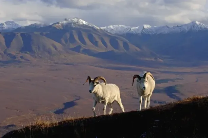 Framed Print : dall sheep, Ovis dalli, rams on a hillside during fall colors, Mount Margaret, Denali National Park Framed Print : dall sheep, Ovis dalli, rams on a hillside during fall colors, Mount Margaret, Denali National Park