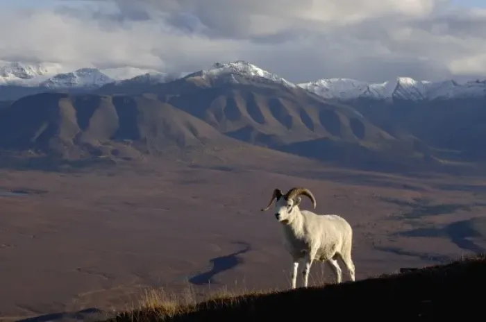 Framed Print : dall sheep, Ovis dalli, rams on a hillside during fall colors, Mount Margaret, Denali National Park