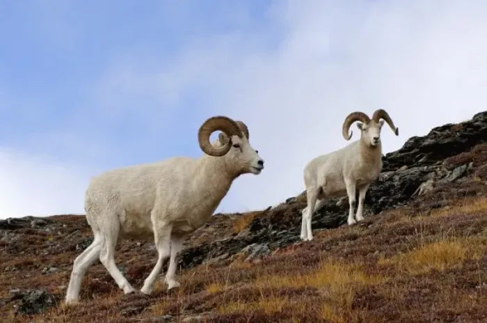 Framed Print : dall sheep, Ovis dalli, rams on a hillside during fall colors, Mount Margaret, Denali National Park Framed Print : dall sheep, Ovis dalli, rams on a hillside during fall colors, Mount Margaret, Denali National Park