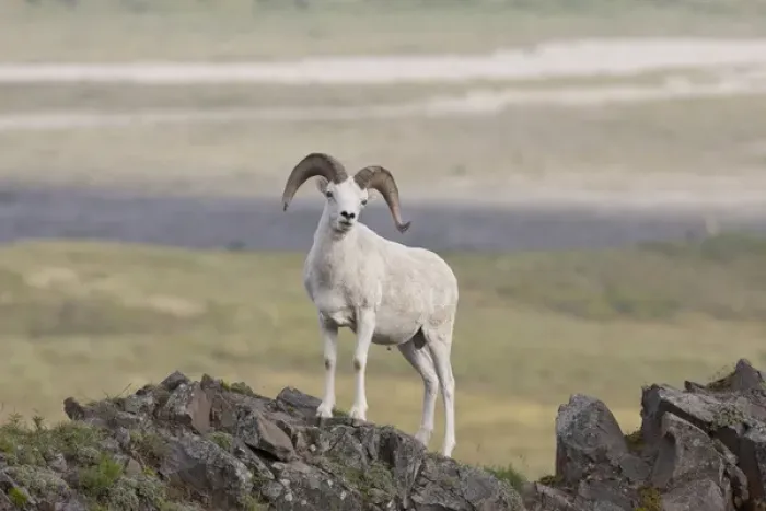 Framed Print : A dall sheep ram poses on Marmot Rock in Polychrome Pass along the Denali Park Road