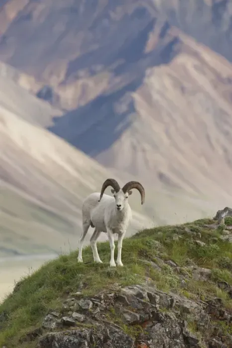 Framed Print : A dall sheep ram stands on Marmot Rock, in front of multicolored mountains in Polychrome Pass Framed Print : A dall sheep ram stands on Marmot Rock, in front of multicolored mountains in Polychrome Pass