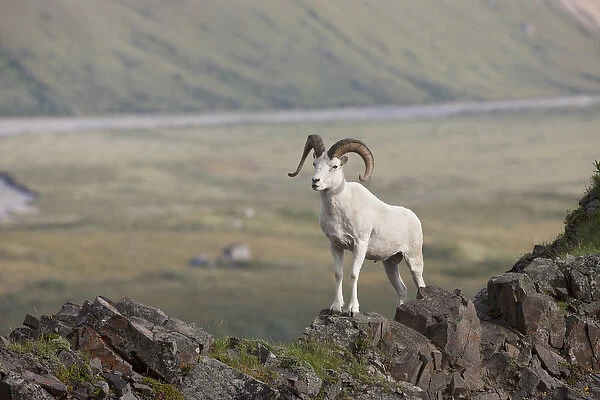 A dall sheep ram stands on Marmot Rock in Polychrome Pass along the Denali Park Road
