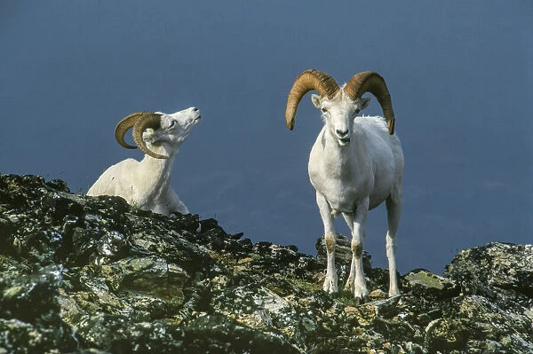 Two Dall Sheep Rams on ridge, Denali National Park, Alaska