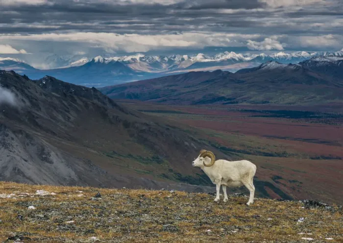 Framed Print : Dall sheep on ridge, fall tundra, Denali National Park, Alaska, USA Framed Print : Dall sheep on ridge, fall tundra, Denali National Park, Alaska, USA