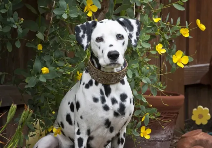 Framed Print : A Dalmation sitting in a garden with yellow flowers Framed Print : A Dalmation sitting in a garden with yellow flowers